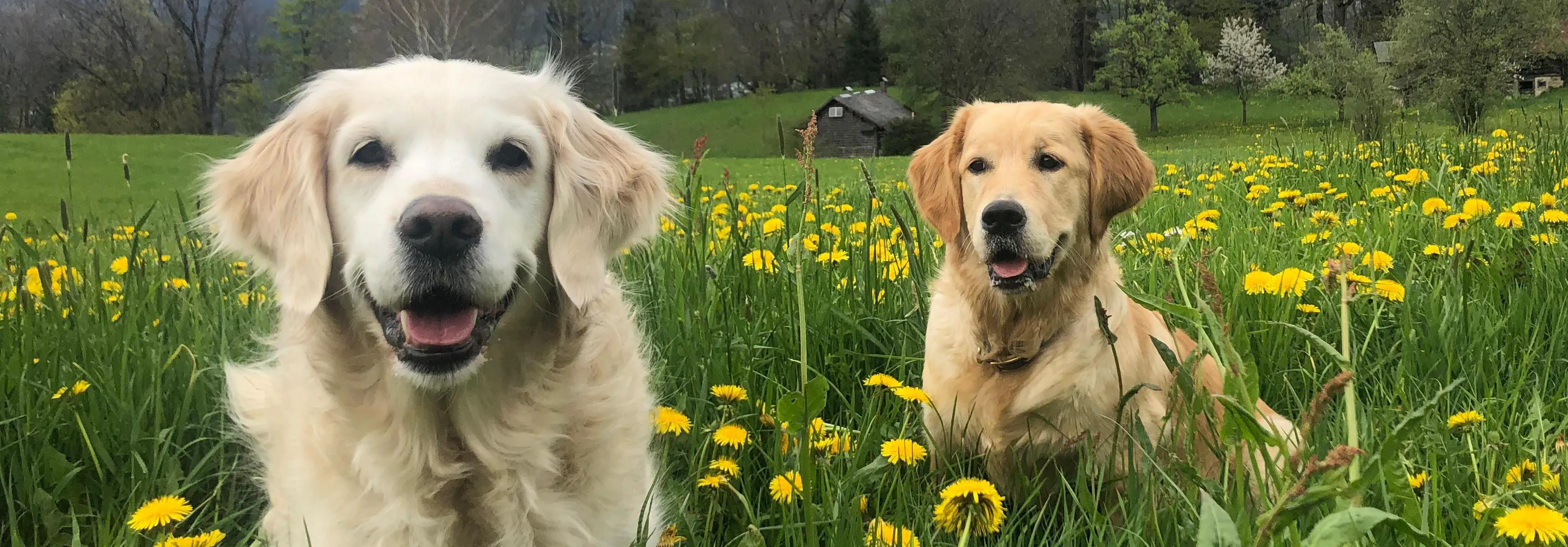 Polly und Lila im Gras